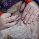 aaien, knuffelen en wandelen met geitjes bij buitengoed de gaard limburg